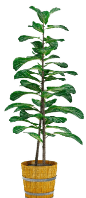 plants katrin - besplatni png