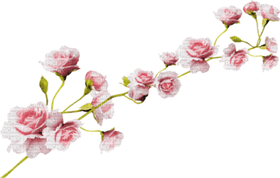fleurs roses - bezmaksas png
