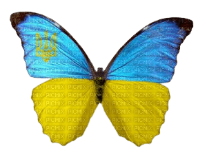 Butterfly Ukraine - Bogusia - ingyenes png