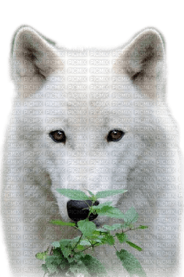 wolf katrin - nemokama png