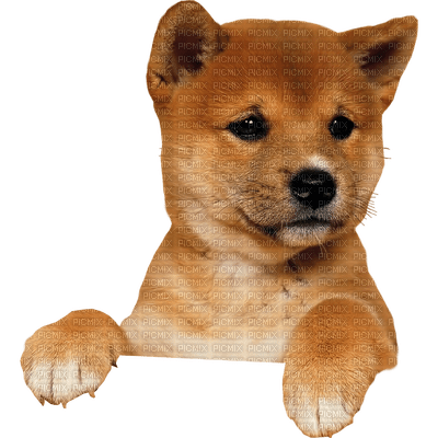 Kaz_Creations Dogs Dog Pup 🐶 - 無料png