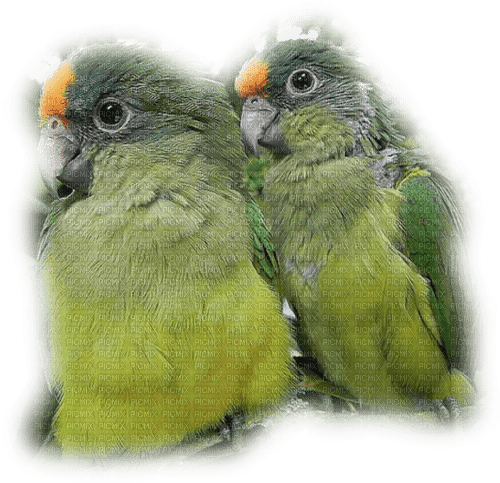 Kaz_Creations Parrots-Birds - png gratis