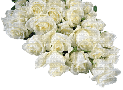 rose blanche.Cheyenne63 - ücretsiz png