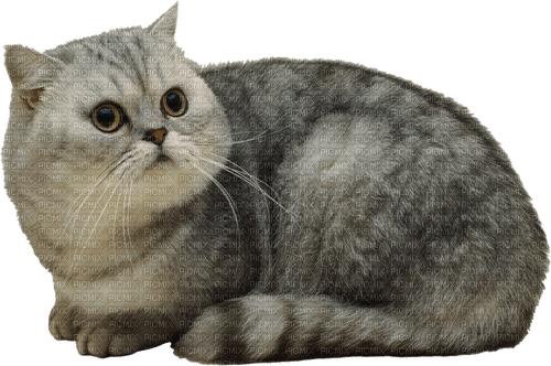 cat by nataliplus - kostenlos png