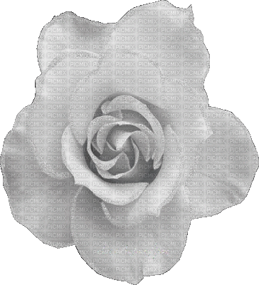 gif rosa branca - Ilmainen animoitu GIF
