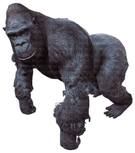 Kaz_Creations Gorilla - png ฟรี