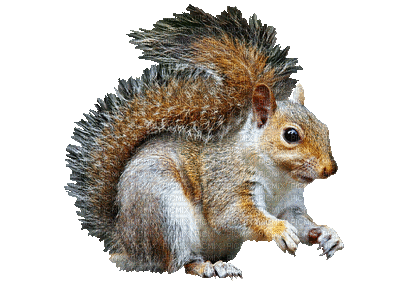 Kaz_Creations Animated Squirrel - Gratis geanimeerde GIF