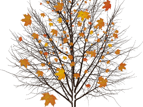 fall autumn tree arbre baum - ilmainen png