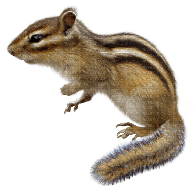 squirrel katrin - Free PNG