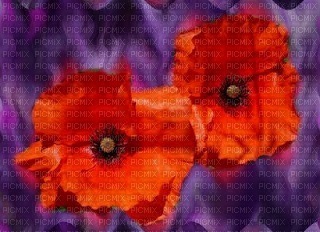 coquelicot - darmowe png