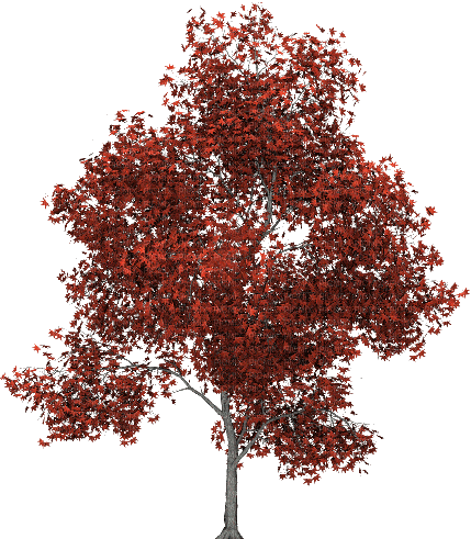 red tree, sunshine3 - Ücretsiz animasyonlu GIF