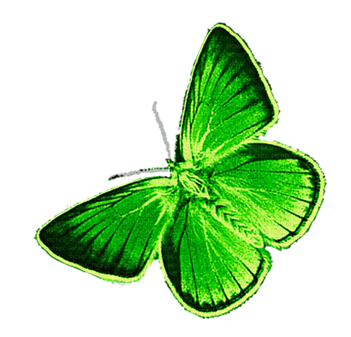 Butterfly.Green - 無料png