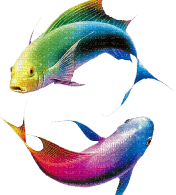 fish - besplatni png