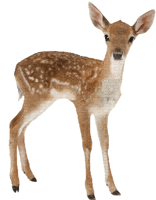 Deer Best *** - Animovaný GIF zadarmo