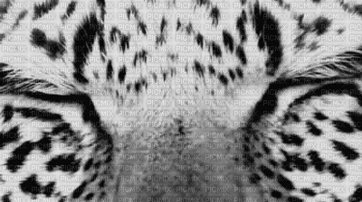 les yeux du tigre blanc - GIF animé gratuit