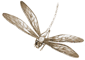 soave deco dragonfly sepia - gratis png