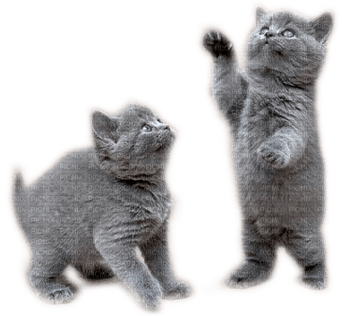 Les chats - png grátis