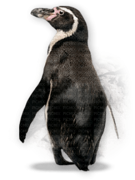Kaz_Creations Penguin - ilmainen png