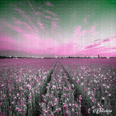dolceluna poppy poppies field animated background - GIF animé gratuit
