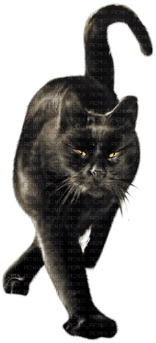Chat noir - png grátis