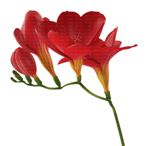 fleur rouge.Cheyenne63 - PNG gratuit