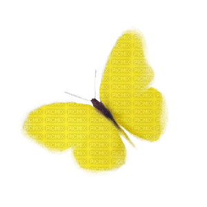 butterfly - 無料png