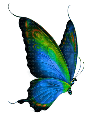 papillon.Cheyenne63 - PNG gratuit