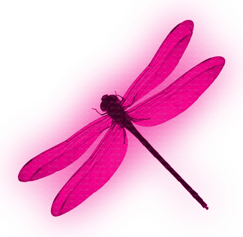 Dragonfly.Pink - 無料png