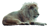 aze lion - Animovaný GIF zadarmo