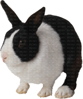 Kaz_Creations Rabbit - darmowe png