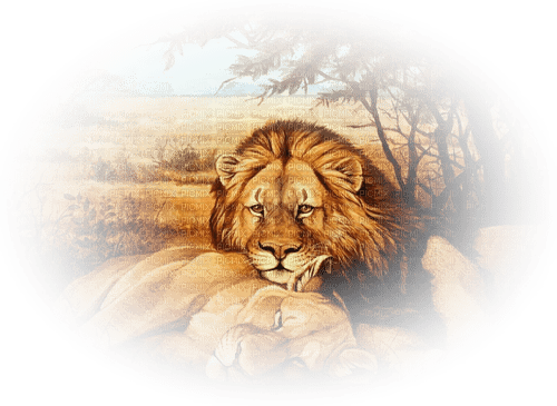 Löwe Lion - png gratuito