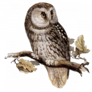 Owl-RM - png gratuito