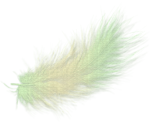 Feder Feather - zdarma png