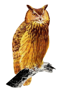 owl bp - Gratis animeret GIF