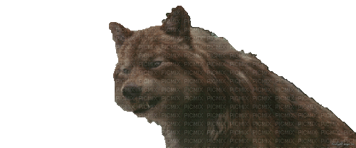 Волк - Gratis animeret GIF