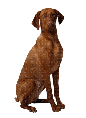 chien marron-Danna1 - gratis png