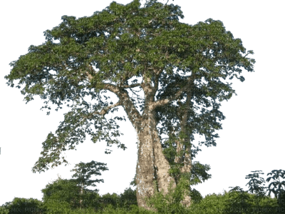 arbre - zadarmo png