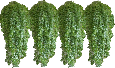 Pflanze - Nemokamas animacinis gif