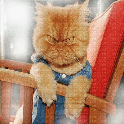 grumpy cat  chat grincheux - 免费PNG