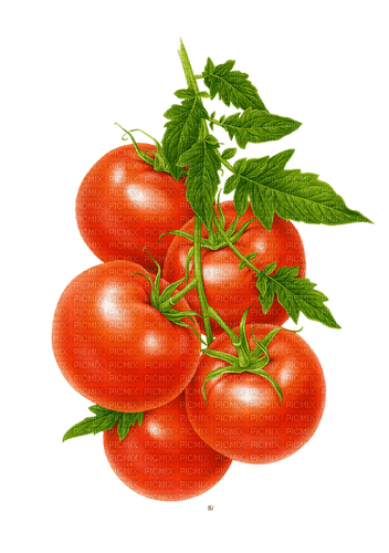 kikkapink summer tomato tomatoes - ücretsiz png
