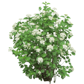 Kaz_Creations Bush Flowers - png gratuito