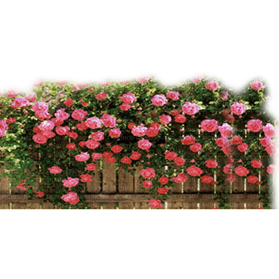 valla  con rosas dubravka4 - ingyenes png