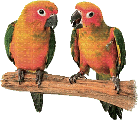 papagei db - Gratis geanimeerde GIF