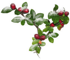 vinter-bär-blomma - zdarma png