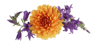 orange and purple flower, sunshine3 - ilmainen png