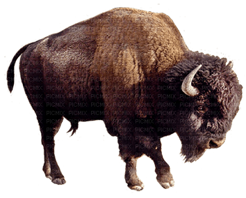 bison - png ฟรี
