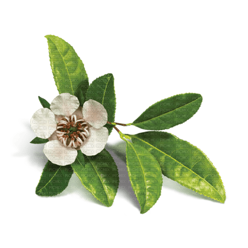 Tea Blossom - png ฟรี