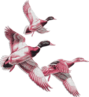 soave deco autumn bird duck vintage pink green - Free PNG