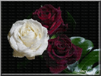 rosas3 - GIF animate gratis