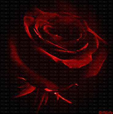 rose - Бесплатный анимированный гифка